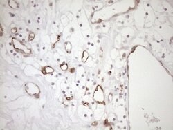 BLNK Mouse anti-Human, Clone: OTI4C9, lyophilized, TrueMAB 100 &mu;g; Unconjugated:Antibodies,