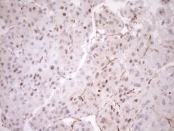 BLNK Mouse anti-Human, Clone: OTI4C9, lyophilized, TrueMAB 100 &mu;g; Unconjugated:Antibodies,