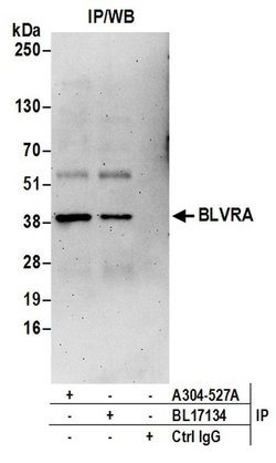 BLVRA Rabbit anti-Human, Polyclonal, Bethyl Laboratories 100 &mu;L; Unconjugated:Antibodies,
