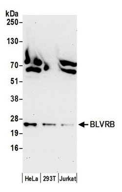BLVRB/Biliverdin reductase B Rabbit anti-Human, Polyclonal, Bethyl Laboratories