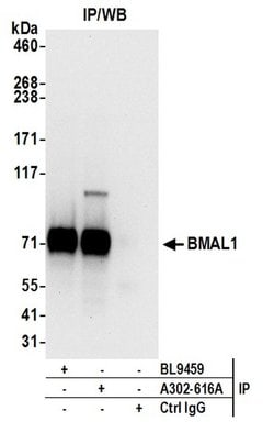 BMAL1 Polyclonal Antibody, Bethyl Laboratories 20 &mu;l; Unlabeled | Buy Online | Bethyl Laboratories, Inc | Fisher Scientific
