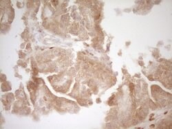 BMF Mouse anti-Human, Clone: OTI3E5, lyophilized, TrueMAB 100 &mu;g; Unconjugated:Antibodies,