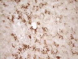 BMF Mouse anti-Human, Clone: OTI3E5, lyophilized, TrueMAB 100 &mu;g; Unconjugated:Antibodies,