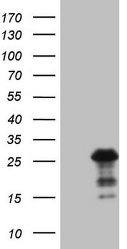 BMF Mouse anti-Human, Clone: OTI6F3, liquid, TrueMAB 100 &mu;L; Unconjugated:Antibodies,