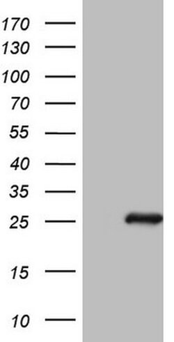 BMF Mouse anti-Human, Clone: OTI3E5, lyophilized, TrueMAB 100 &mu;g; Unconjugated:Antibodies,