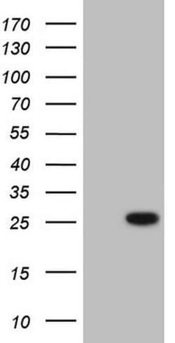 BMF Monoclonal Antibody (OTI5H2), TrueMAB , OriGene 100 &mu;L; Unconjugated:Anticuerpos