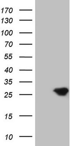BMF Monoclonal Antibody (OTI7B3), TrueMAB , OriGene 100 &mu;L; Unconjugated:Antibodies,
