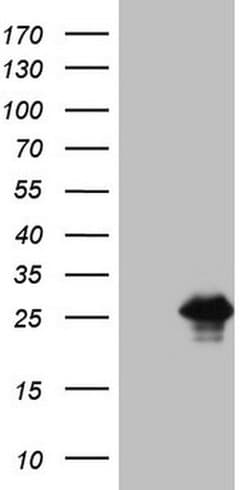 BMF Monoclonal Antibody (OTI4F4), TrueMAB , OriGene 100 &mu;L; Unconjugated:Antibodies,