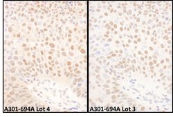 BMI1 Rabbit anti-Human, Mouse, Polyclonal, Bethyl Laboratories 100 &mu;L;