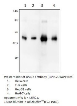 BMP2 Rabbit anti-Human, Mouse, Non-human Primate, Porcine, Polyclonal,