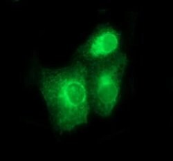 BMP1 Mouse anti-Human, Clone: OTI3E9, TrueMAB , Origene 30 &mu;L; Unconjugated:Antibodies,