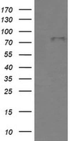 BMP1 Mouse anti-Human, Clone: OTI3E9, TrueMAB , Origene 30 &mu;L; Unconjugated:Antibodies,