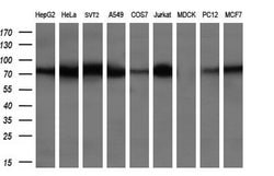 BMP1 Mouse anti-Human, Clone: OTI3E9, TrueMAB , Origene 30 &mu;L; Unconjugated:Antibodies,