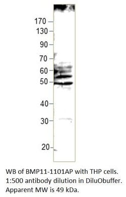 BMP11 Rabbit anti-Human, Mouse, Rat, Polyclonal, FabGennix 200 &mu;L; Unconjugated:Antibodies,