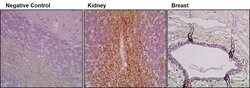 BMPR2 Monoclonal Antibody (3F6F8), Invitrogen 100 &mu;g; Unconjugated:Antibodies,