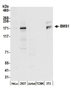 BMS1/BMS1L Polyclonal Antibody, Bethyl Laboratories 20 &mu;L; Unconjugated:Antibodies,