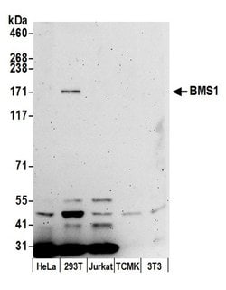 BMS1/BMS1L Polyclonal Antibody, Bethyl Laboratories 20 &mu;L; Unconjugated:Antibodies,