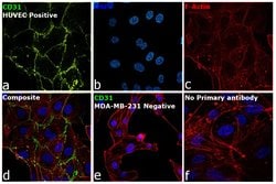 Invitrogen CD31 (PECAM-1) Monoclonal Antibody (Gi-34), eBioscience 100