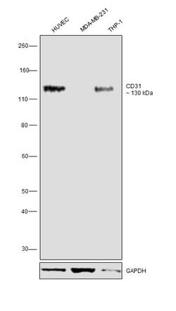 Invitrogen CD31 (PECAM-1) Monoclonal Antibody (Gi-34), eBioscience 100