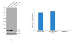 Invitrogen Bcl-2 Monoclonal Antibody (Bcl-2/100), eBioscience 100 &mu;g;