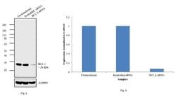 Invitrogen Bcl-2 Monoclonal Antibody (Bcl-2/100), eBioscience 100 &mu;g;
