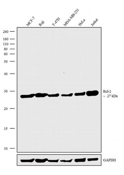 Invitrogen Bcl-2 Monoclonal Antibody (Bcl-2/100), eBioscience 100 &mu;g;