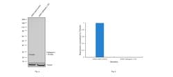 Invitrogen Cathepsin L Monoclonal Antibody (33-2), eBioscience 100 &mu;g;