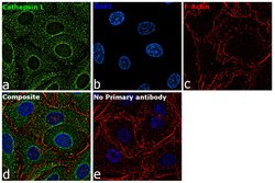 Invitrogen Cathepsin L Monoclonal Antibody (33-2), eBioscience 100 &mu;g;