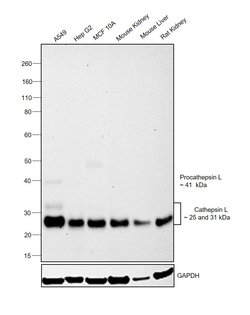 Invitrogen Cathepsin L Monoclonal Antibody (33-2), eBioscience 100 &mu;g;