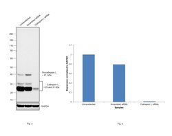 Invitrogen Cathepsin L Monoclonal Antibody (33-2), eBioscience 100 &mu;g;
