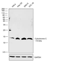 Invitrogen Cytochrome C Monoclonal Antibody (2B5), eBioscience 100 &mu;g;