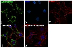 Invitrogen Cytochrome C Monoclonal Antibody (2B5), eBioscience 100 &mu;g;