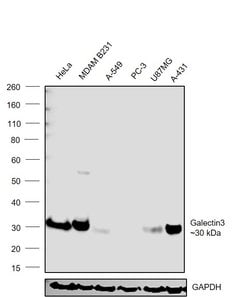 Invitrogen Galectin 3 Monoclonal Antibody (eBioM3/38 (M3/38)), eBioscience