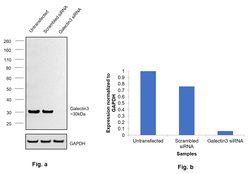 Invitrogen Galectin 3 Monoclonal Antibody (eBioM3/38 (M3/38)), eBioscience