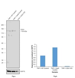 Invitrogen CD31 (PECAM-1) Monoclonal Antibody (Gi18), eBioscience 100 &mu;g;