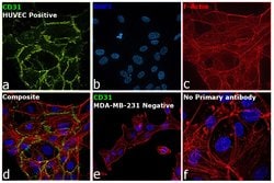 Invitrogen CD31 (PECAM-1) Monoclonal Antibody (Gi18), eBioscience 100 &mu;g;