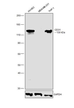 Invitrogen CD31 (PECAM-1) Monoclonal Antibody (Gi18), eBioscience 100 &mu;g;
