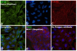 Invitrogen CD44std Monoclonal Antibody (SFF-304), eBioscience 100 &mu;g;