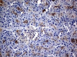 BNIP1 Monoclonal Antibody (OTI2G8), TrueMAB , OriGene 100 &mu;L; Unconjugated:Antibodies,