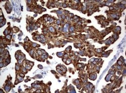 BNIP1 Monoclonal Antibody (OTI2G8), TrueMAB , OriGene 100 &mu;L; Unconjugated:Antibodies,