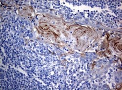 BNIP1 Monoclonal Antibody (OTI2G8), TrueMAB , OriGene 100 &mu;L; Unconjugated:Antibodies,