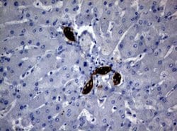BNIP1 Monoclonal Antibody (OTI2G8), TrueMAB , OriGene 100 &mu;L; Unconjugated:Antibodies,