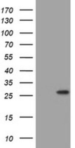 BNIP1 Mouse anti-Human, Clone: OTI3G1, lyophilized, TrueMAB 100 &mu;g;