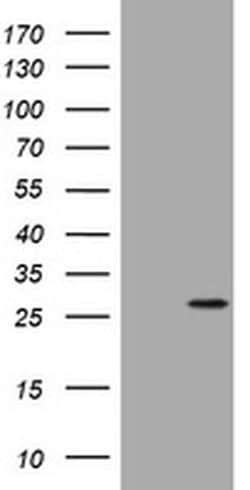 BNIP1 Monoclonal Antibody (OTI1H3), TrueMAB , OriGene 100 &mu;L; Unconjugated:Antibodies,