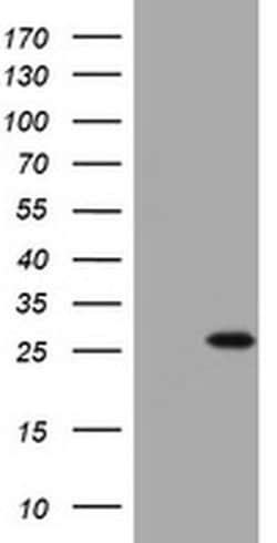 BNIP1 Monoclonal Antibody (OTI3E10), TrueMAB , OriGene 30 &mu;L; Unconjugated:Antibodies,
