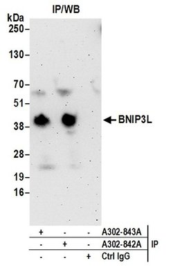 BNIP3L Rabbit anti-Human, Polyclonal, Bethyl Laboratories 100 &mu;L; Unconjugated:Antibodies,