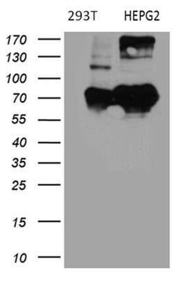 BNIPL Monoclonal Antibody (OTI2E8), TrueMAB , OriGene:Antibodies:Primary