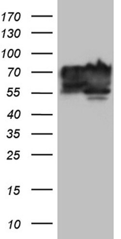 BNIPL Mouse anti-Human, Clone: OTI9C1, lyophilized, TrueMAB 100 &mu;g;