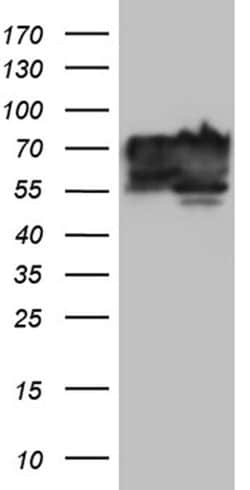 BNIPL Monoclonal Antibody (OTI9C1), TrueMAB , OriGene:Antibodies:Primary