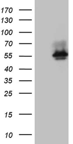 BNIPL Monoclonal Antibody (OTI8F6), TrueMAB , OriGene 30 &mu;L; Unconjugated:Antibodies,